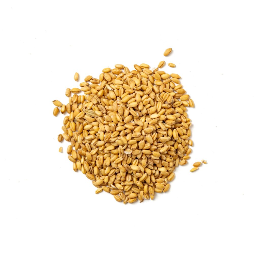Grano Maiorca per Cuccia Bio - immagine 2
