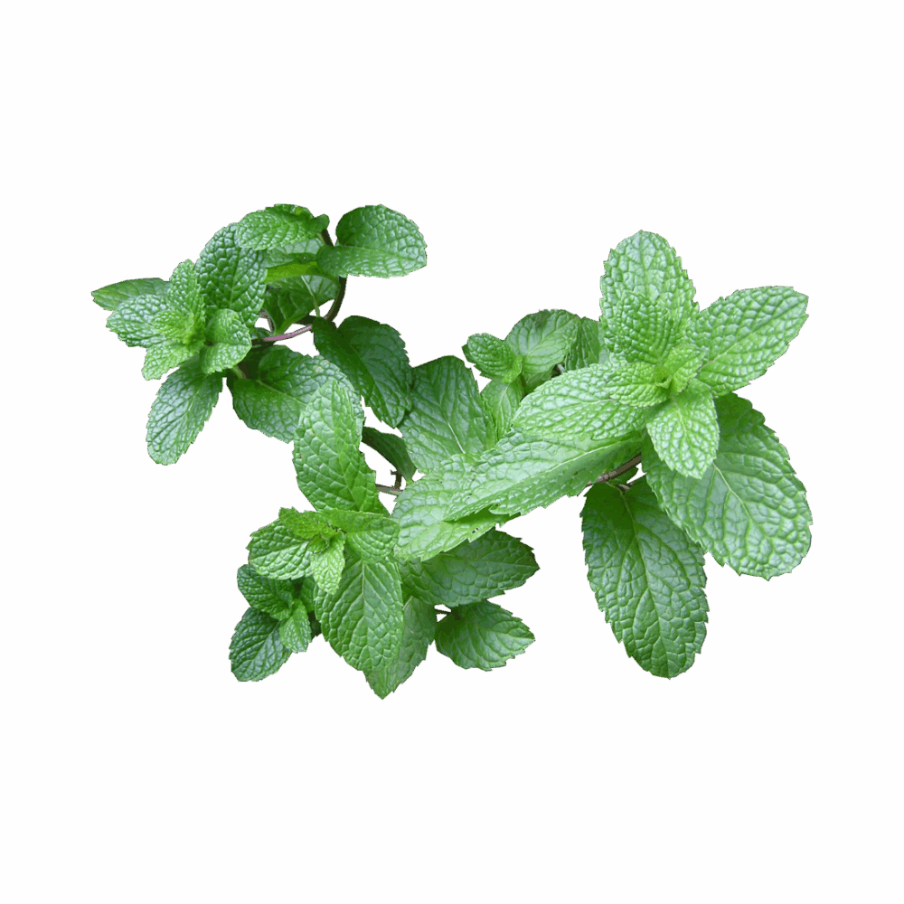 Foglie di Menta (10gr)