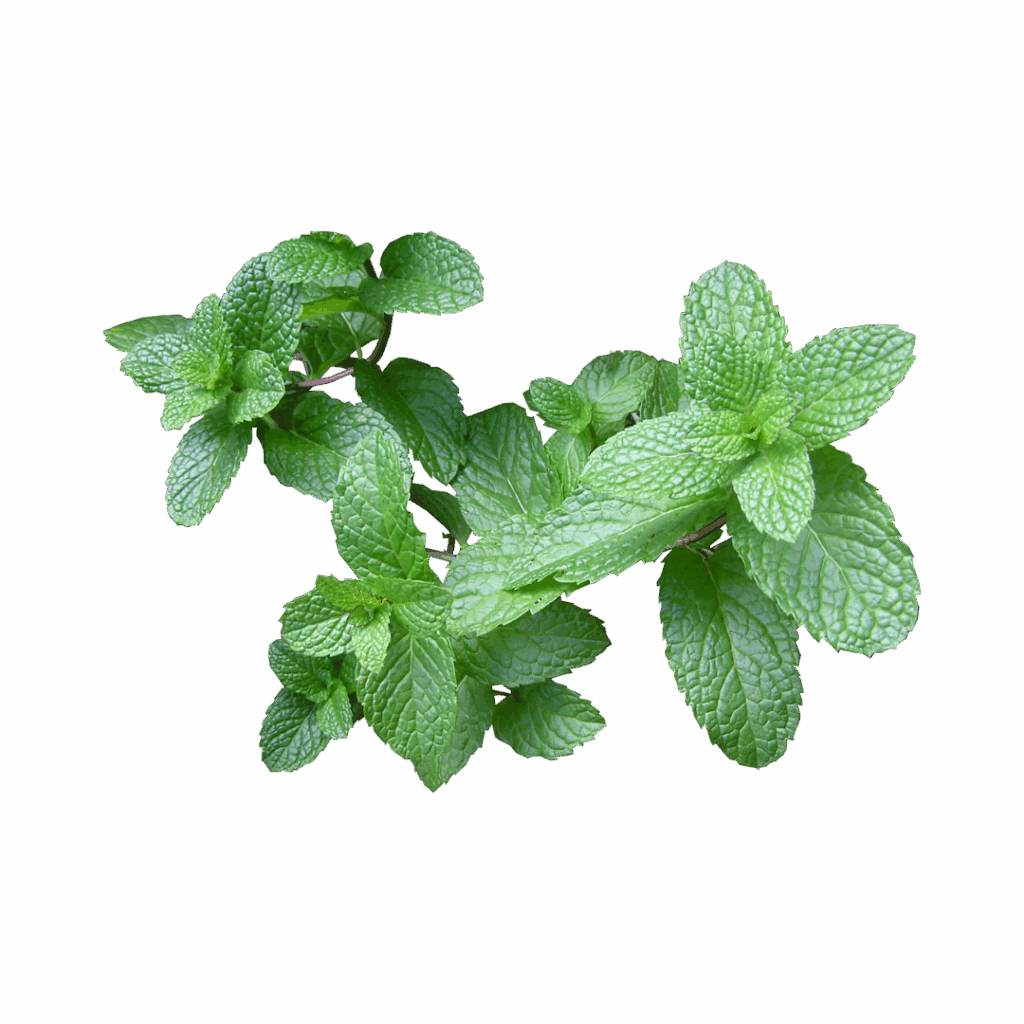 Foglie di Menta (10gr)