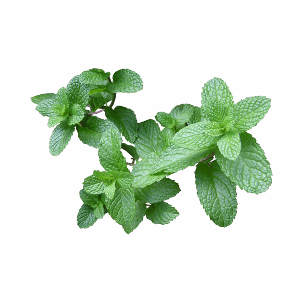 Foglie di Menta (10gr)