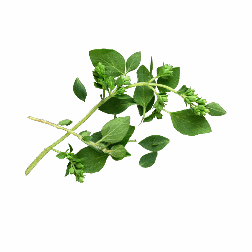 Foglie di Origano (10gr)