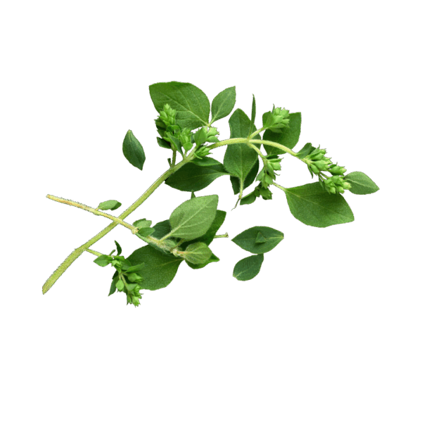 Foglie di Origano (10gr)