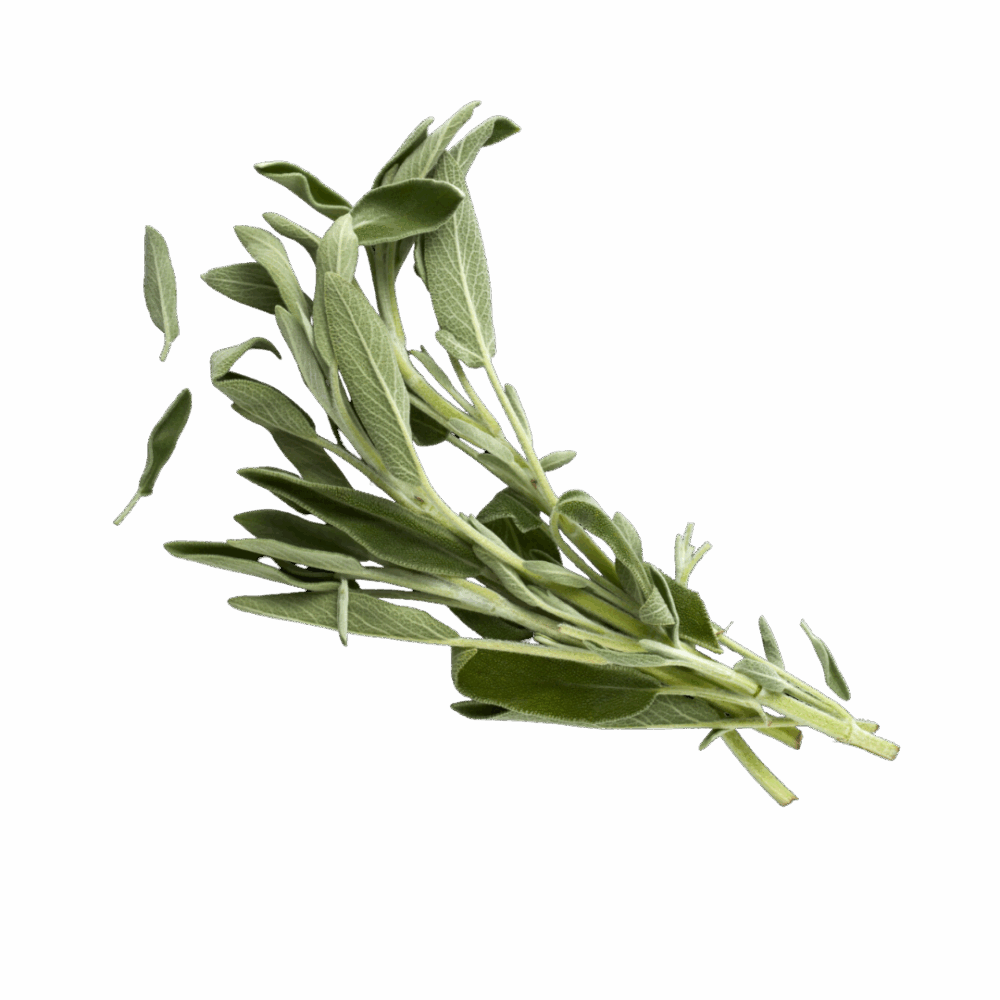 Foglie di Salvia (10gr)