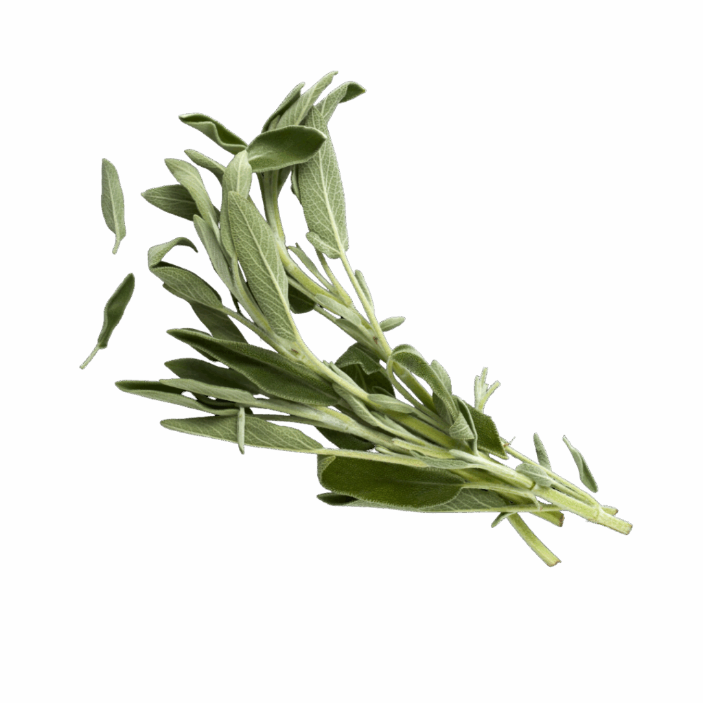 Foglie di Salvia (10gr)