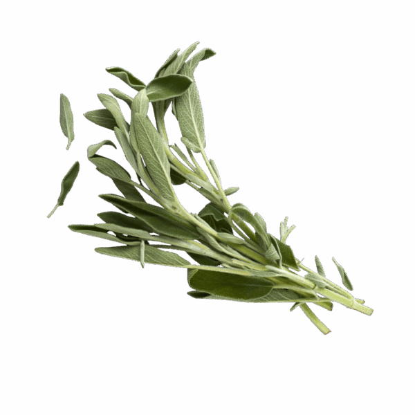 Foglie di Salvia (10gr)